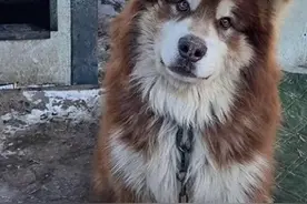 千万粉丝网红潘宏回应狗狗“艾特”离世，别让“暴力式训狗”成为流量密码图片