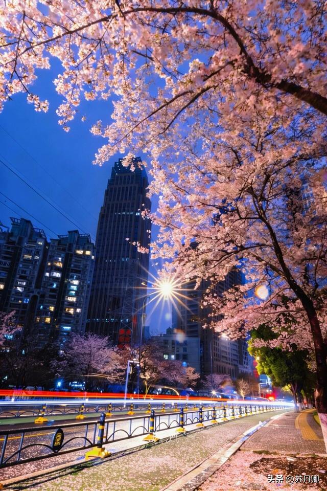 武汉赏樱攻略请收藏！除了武大和东湖，还有这些免费打卡地哦