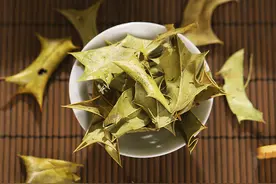 枸骨叶泡茶泡酒是个宝，当地称为“风湿”植物，哪些人群受益？图片