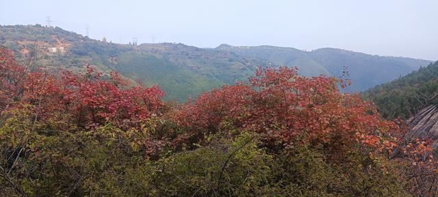 骊山红叶似火 车辆行人如织