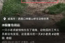 小老虎生在墙角无人过问？动物园：生下来后就发现了，目前安好图片