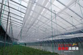 乡村振兴丨大棚“添衣加被” 蔬菜“温暖过冬”图片