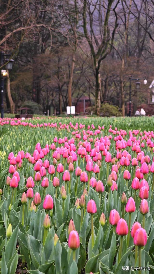 城事新探 | 太子湾郁金香上线，樱花、玉兰争相绽放，杭城这里“含春量”100%🤩🤩🤩