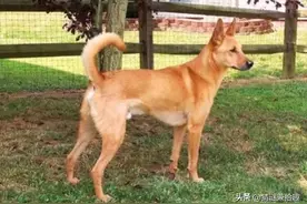 民间传说：狗为什么要将尾巴向上卷起图片