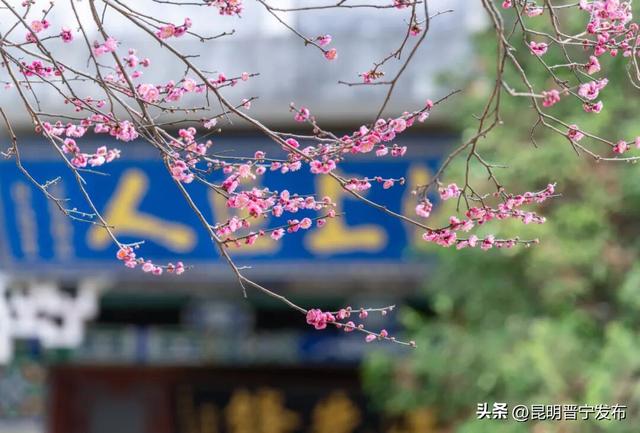 暗香浮动！郑和公园梅花凌寒绽放，这份冬日清幽别错过