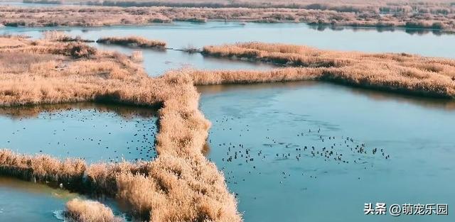 科克布云水库现热闹非凡，白天鹅悠闲游弋，大雁白鹭共舞水上芭蕾