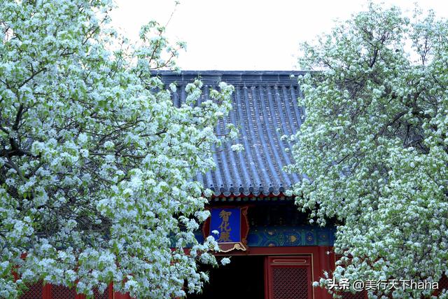 智化寺的醉美春光：梨花、丁香竞相绽放，沁人心脾