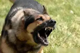 被狗咬了但没出血，要打狂犬疫苗吗？有关狂犬病的谣言与误区图片