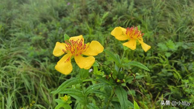 再登辽阳千米高峰白云山,云雾弥漫,金莲花盛开