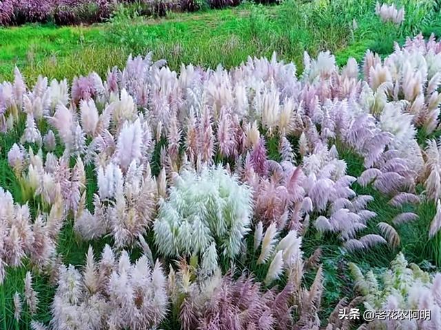 昆明一公园，因“芦苇草太梦幻”走红，网友：太美了，染色了吧？