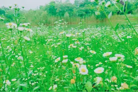 一个旺家的女人，身上往往藏着三个习惯，中一个以上，就很了不起图片