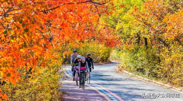 四季流转 多彩枣庄 | 枣庄：凤凰绿道色彩斑斓风景如画