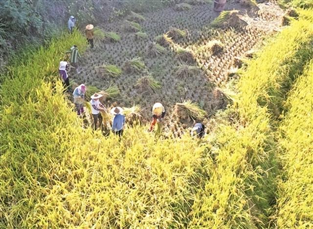 福建宁德福安市坂中畲族乡仙岩村：畲山梯田又闻稻花香