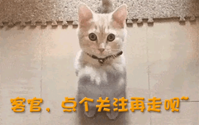 饭喂嘴里都不会吃, 和王为念离婚、艺名被收的小香玉, 终是自讨苦吃