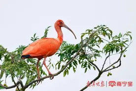 珍稀鸟类美洲红鹮再次现身南宁！图片