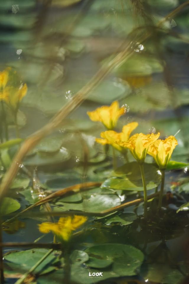 绝对不可以,错过这片金秋稻田