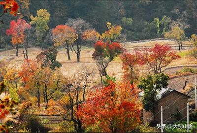 红叶映罗田，秋景不一般