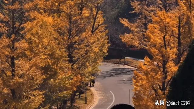 “含金量”爆棚！初冬限定，温州这处千年古刹的银杏大道美翻了！