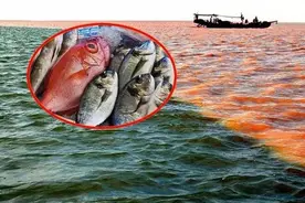 黄河每天冲鱼入海，大部分淡水鱼无法存活于海，那它们都去哪了？图片