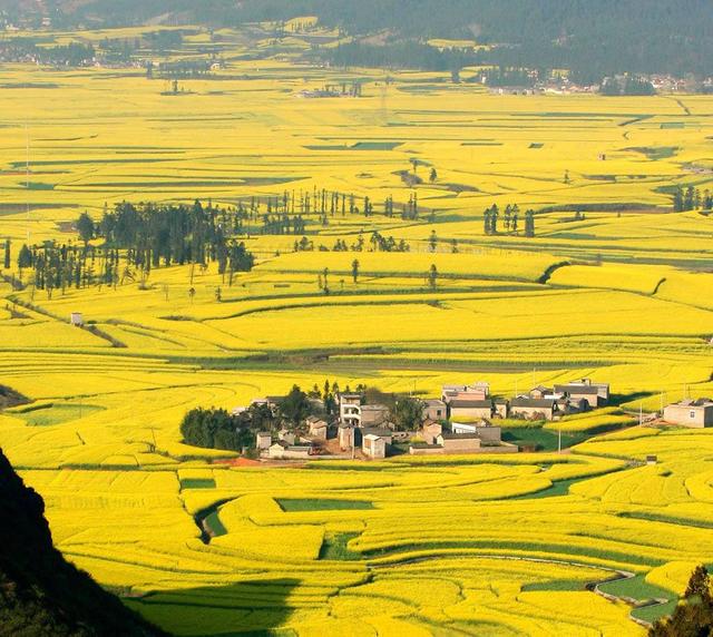 带着孙女去旅行（168）罗平油菜花海游