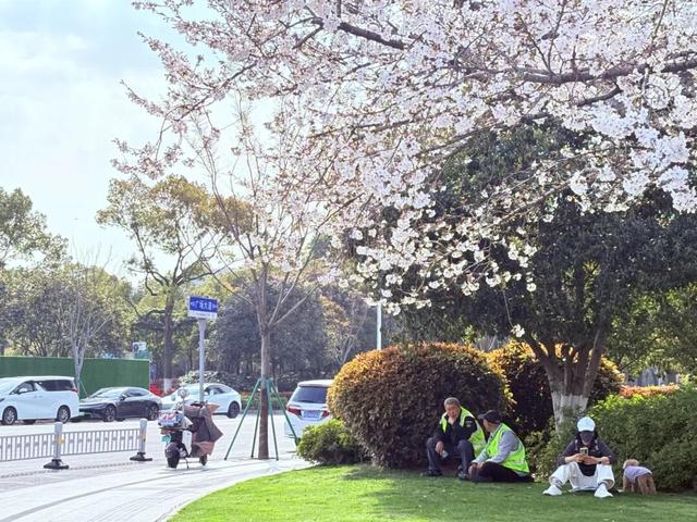 报！常州网红樱花开了！