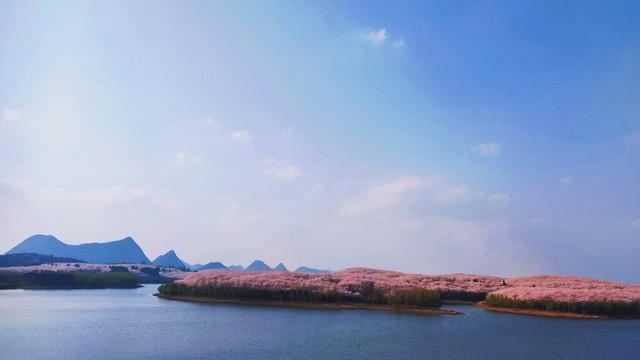 今晚18点关闭！贵州这个藏着70万株樱花的地方，以后没机会了