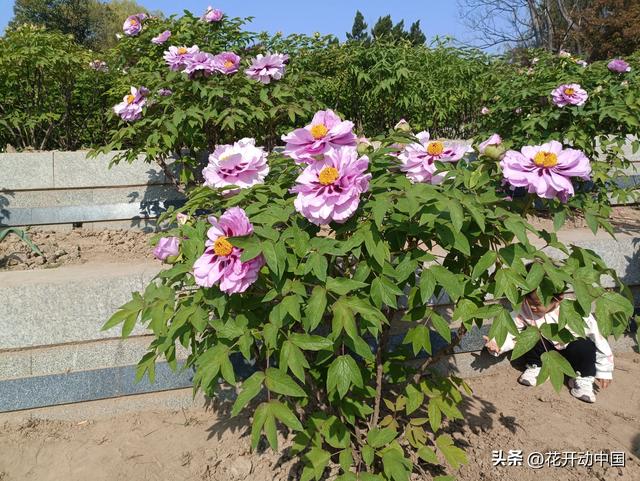 落尽残红始吐芳，佳名唤作百花王