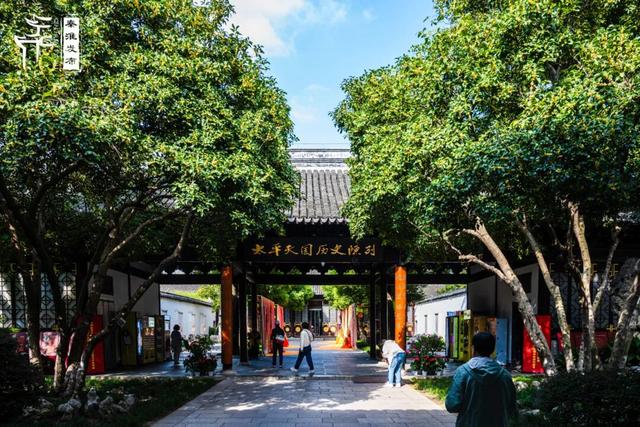 花样秦淮｜秋桂