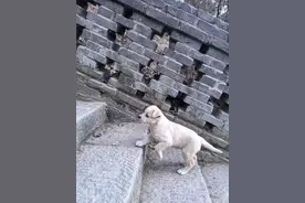 暖住了！五台山的小狗在沈阳安了家！“原来狗狗幸福的样子真的藏不住”图片