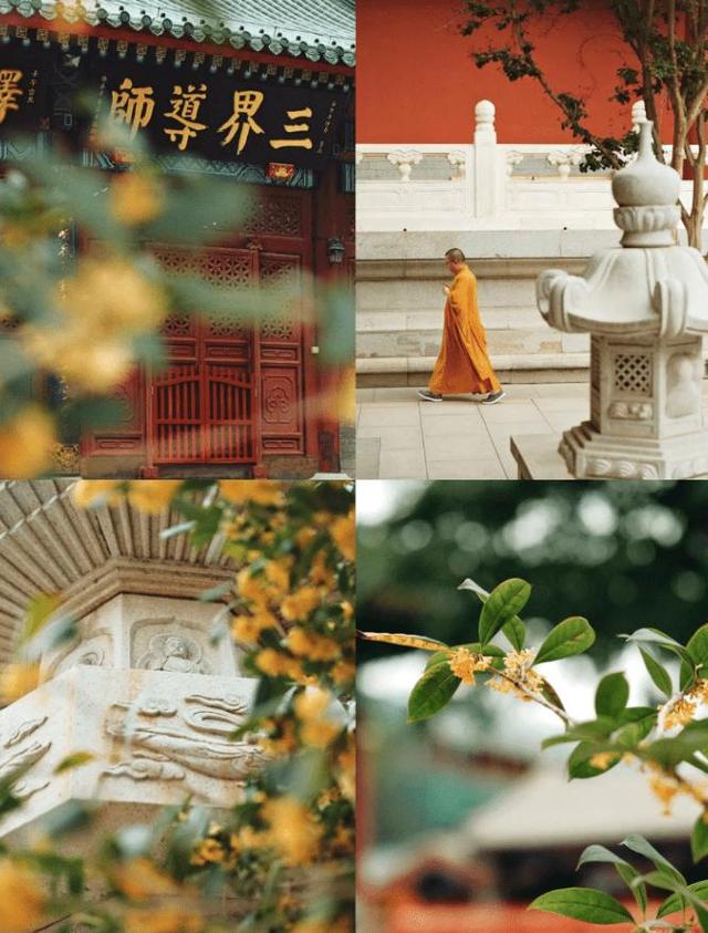天津的秋天，在这几处邂逅满城桂花香！