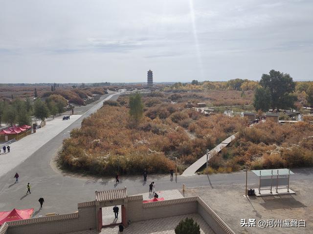 金塔胡杨林