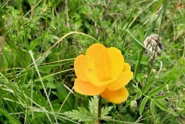 2棵以上就犯罪！2019年河北有人每天挖500斤，发现时已基本挖光
