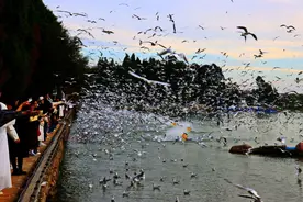 “下个月还要过来”！被游客“收藏”的观鸥地，位置→图片