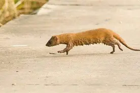 黄鼠狼最怕的东西终于找到了，原来是它，说出来大家可能都不信图片