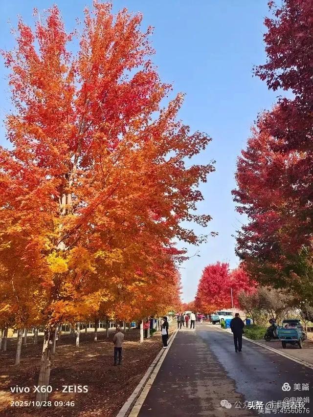 丹枫映秋，枫彩满楼｜申艳娟