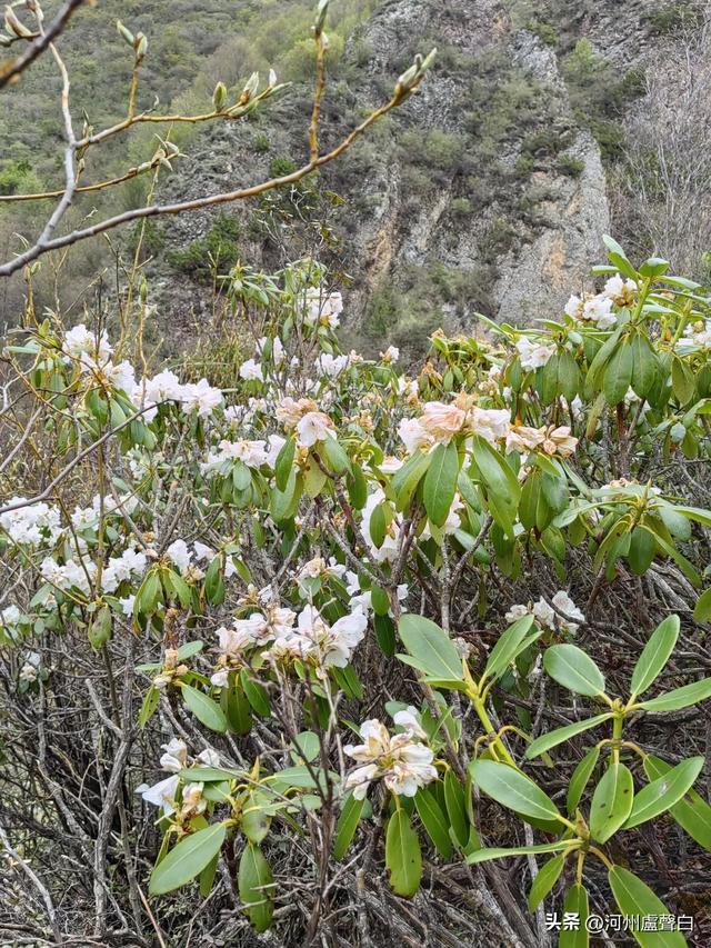 渭源双石门*石门雪山的杜鹃花