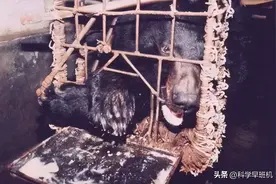 每天被抽胆汁，巨疼到咬烂自己手掌！胆熊的下场实在是太惨了！图片