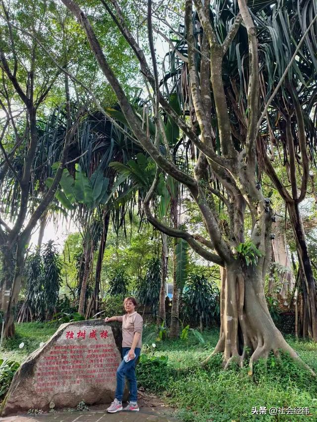 每日一景|百年榕树枝繁叶茂，瑞丽独树自成林海