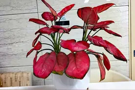 如意皇后（广东万年青）图片