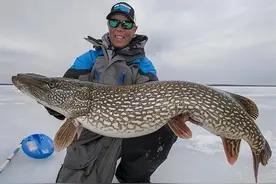 盘点！我国常见的7种大型肉食性鱼类，个个都凶猛，刷新你的认知图片