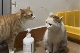 捡了只流浪猫，家猫怒骂一小时后：小的拜见大王，吾咪万咪万万咪图片