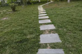 我被竹叶青咬过（下）图片