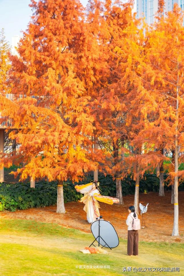 武汉这片杉树林，喀纳斯啊你！