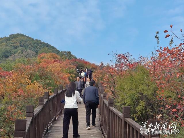 吉祥物成韩城香山红叶风景区“明星”