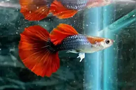 家中养鱼，鱼缸摆在什么位置最好？干货分享，点赞收藏！图片