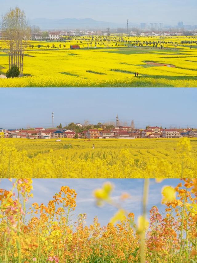 周末出游 | 西安出发6条踏青赏花自驾游路线