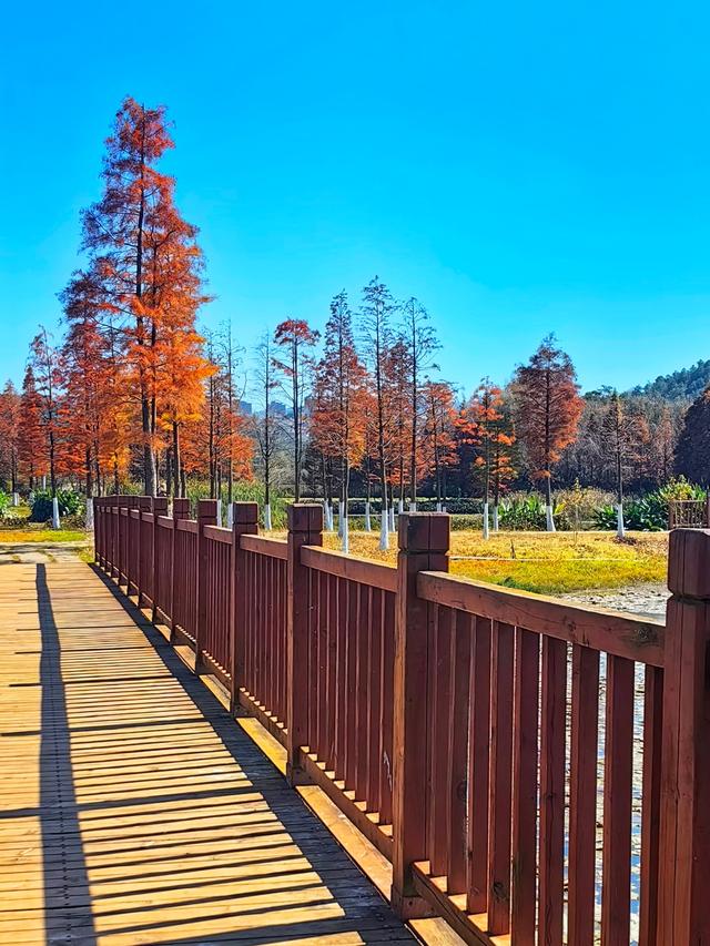 蓝天碧水映红杉，收集昆明最温柔的橘色