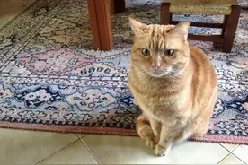 “旺家”的猫咪，往往都有这样的特征，照着养错不了图片