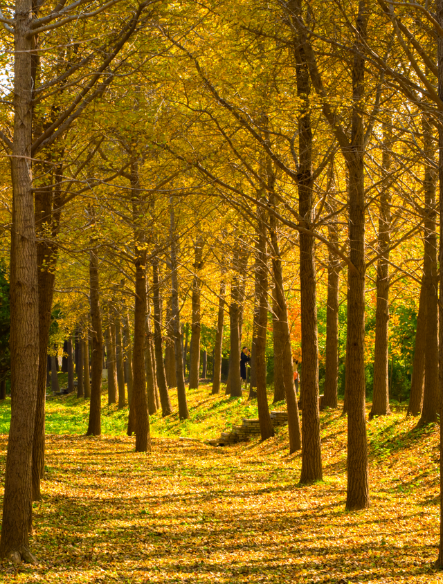 烟台秋日绝色盛宴筹备中，走！寻秋去！