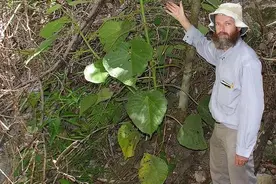 碰一下就能撂倒一匹马，用它擦屁股直接自杀，“自杀树”有多可怕图片